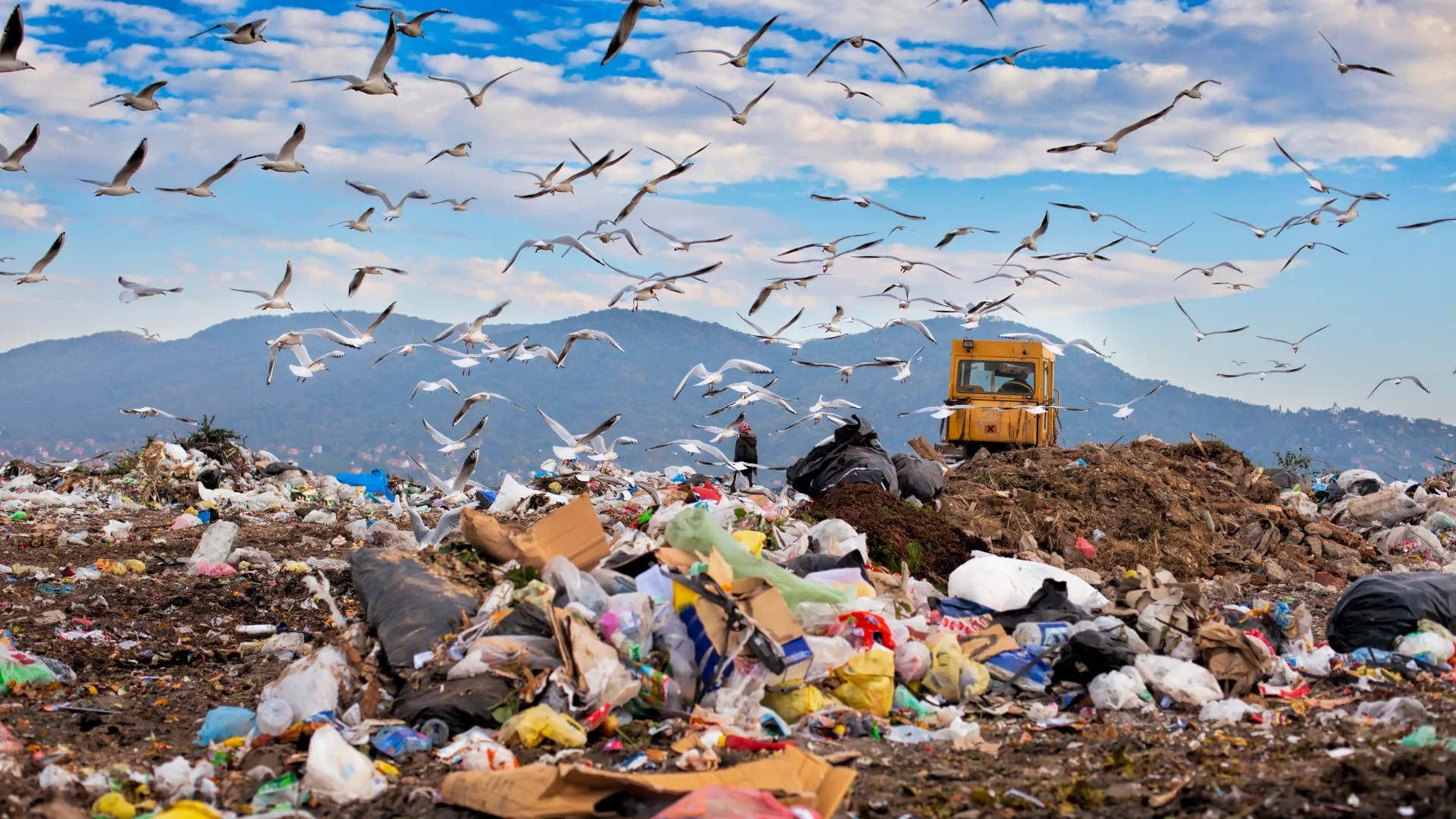 This image shows a landfill with piles of garbage, numerous seagulls flying overhead, a yellow bulldozer, and mountains in the background under a blue sky.