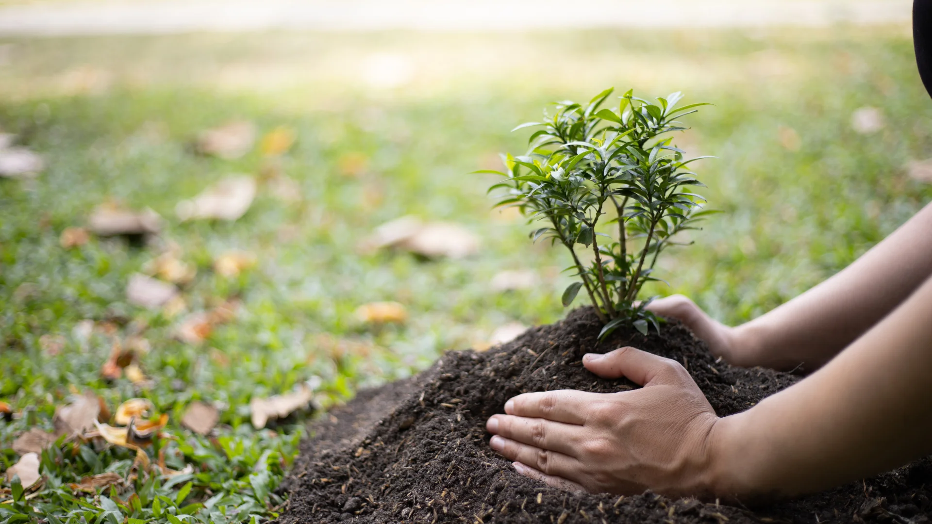 This image shows hands planting a small seedling in fresh soil on a grassy area, representing environmental restoration efforts.