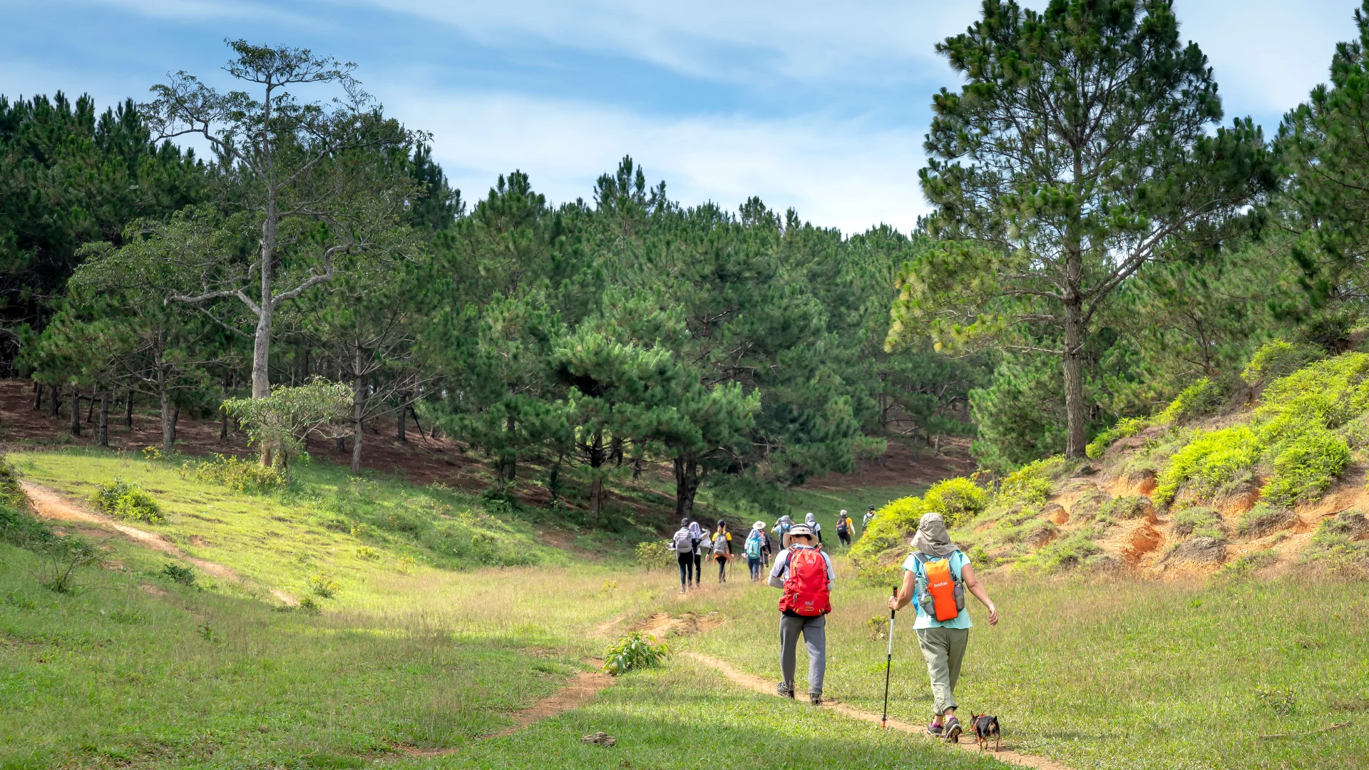 This image shows hikers with backpacks walking on a trail through a grassy meadow toward a pine forest under a blue sky.